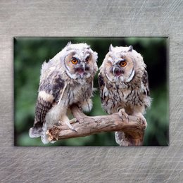 Two long-eared owls perched on a branch, with their distinctive large eyes and fluffy feathers.