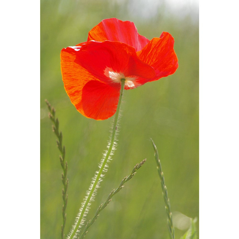 Let it Grow Nursery garden - poppies
