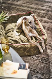 OXFORD I CLASSIC HUNDEBETT