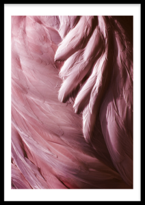 Flamingofedern