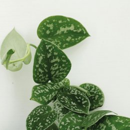 Scindapsus Pictus - 4 pieces - ø12cm - ↕15cm