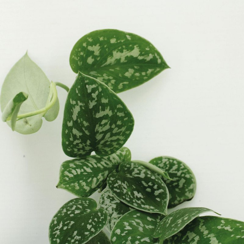 Scindapsus Pictus - 4 pieces - ø12cm - ↕15cm