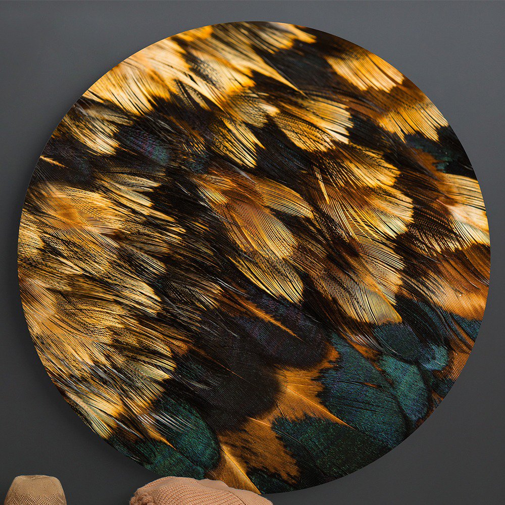 Plumas de gallo