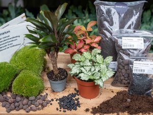 Plantenterrariumpakket - Palm - 3 terrariumplanten - Navul- & Startpakket - DIY Terrariumpakket