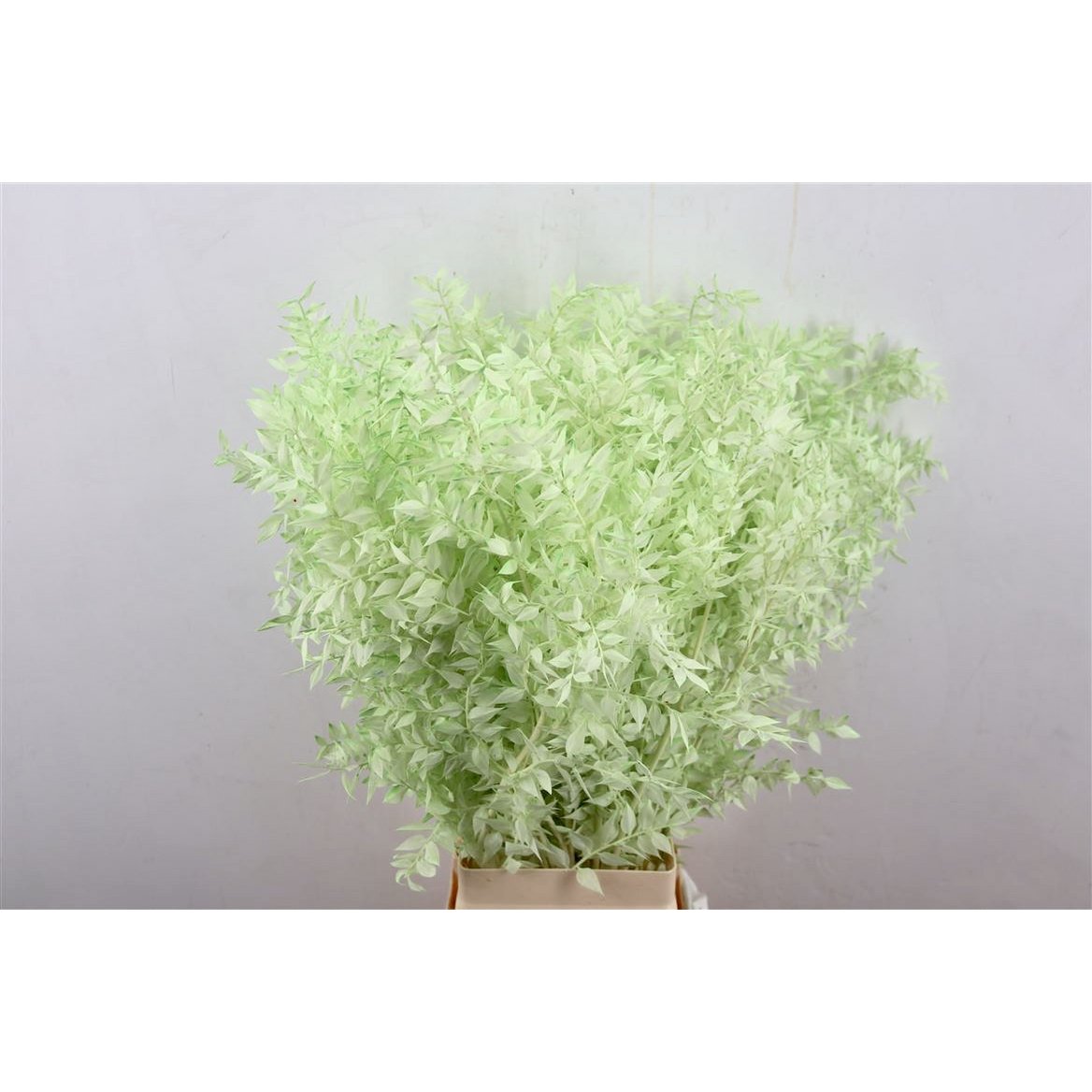 Ruscus - 70 cm - dried flowers
