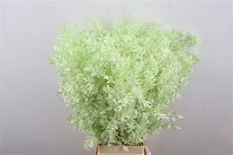 Ruscus - 70 cm - dried flowers