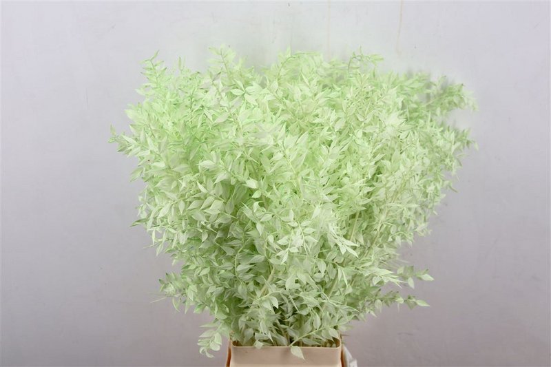 Ruscus - 70 cm - dried flowers
