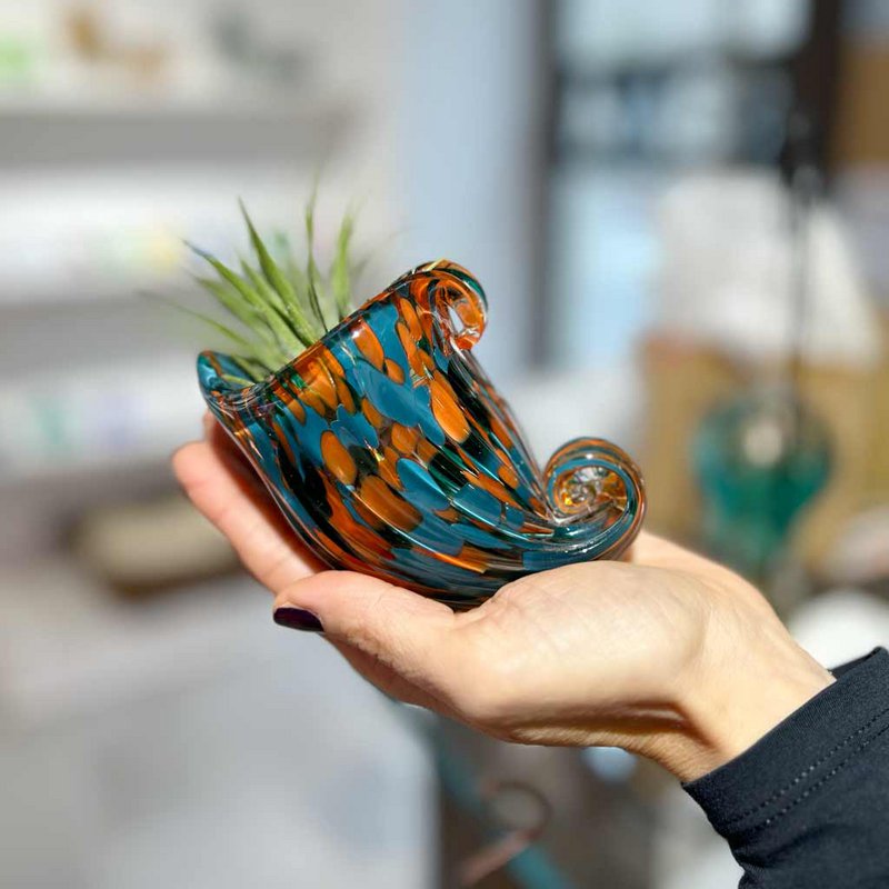Nautilus vase (med Tillandsia Plant)