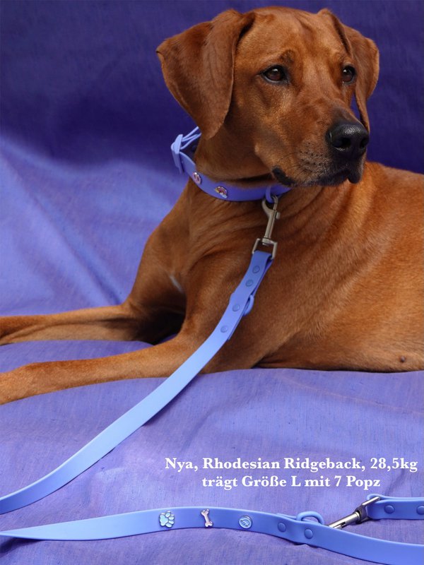 Hunde snor udendørs vandtæt