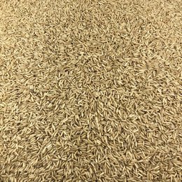 Biologische bruine rijst in bulk