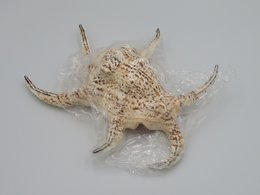 Flet "Lambis chiragra"