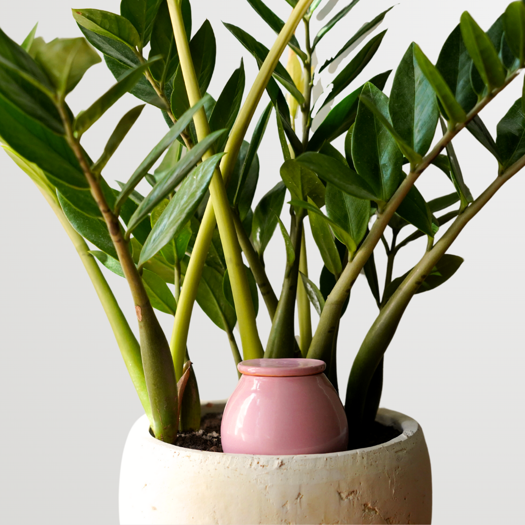 Regadera Olla - Lutoya Small Pink - 20 cl