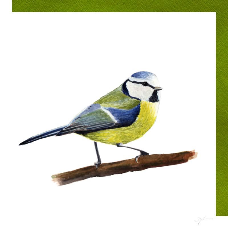 Blue tit