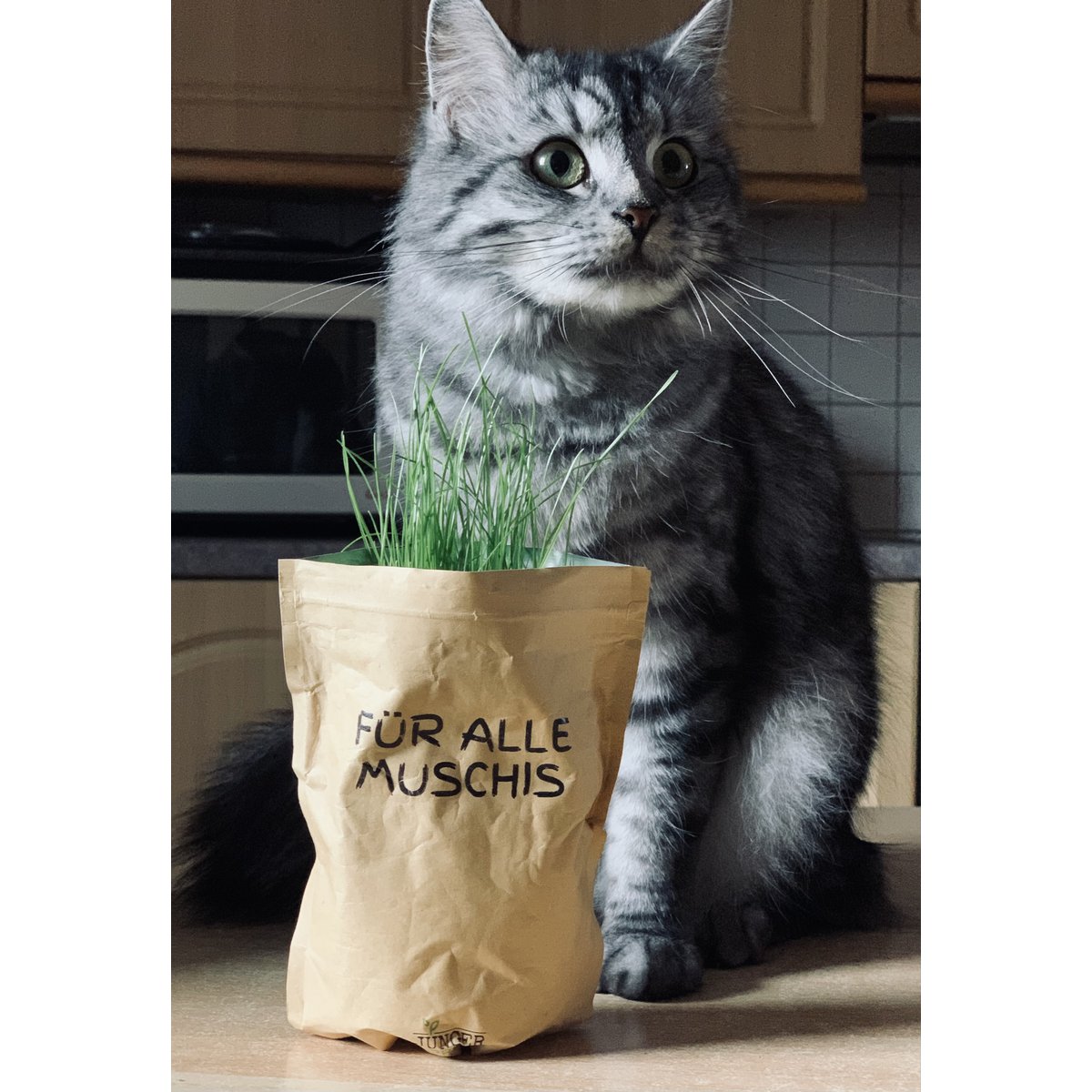 Home is where the cat is