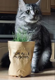 Home is where the cat is (Katzengras)