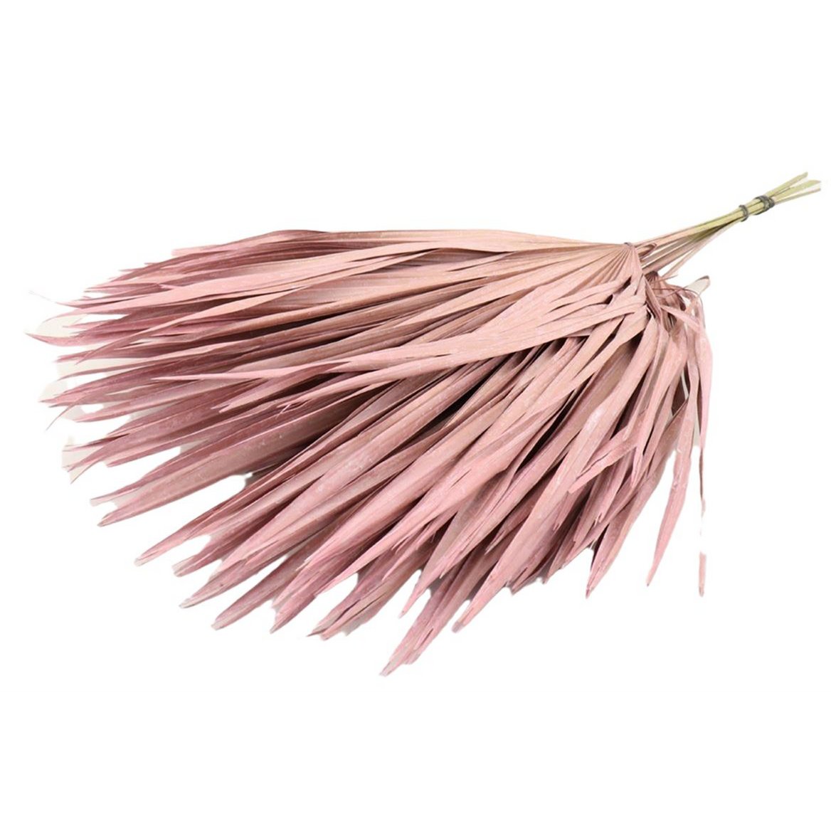 Chamerops Blätter, 10 Stk., 80cm, rosa/frosted pink