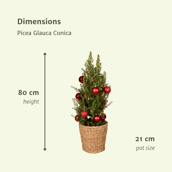 Picea Glauca Conica - Ø21cm - ↕80cm - Red - Ø21 - ↨80cm