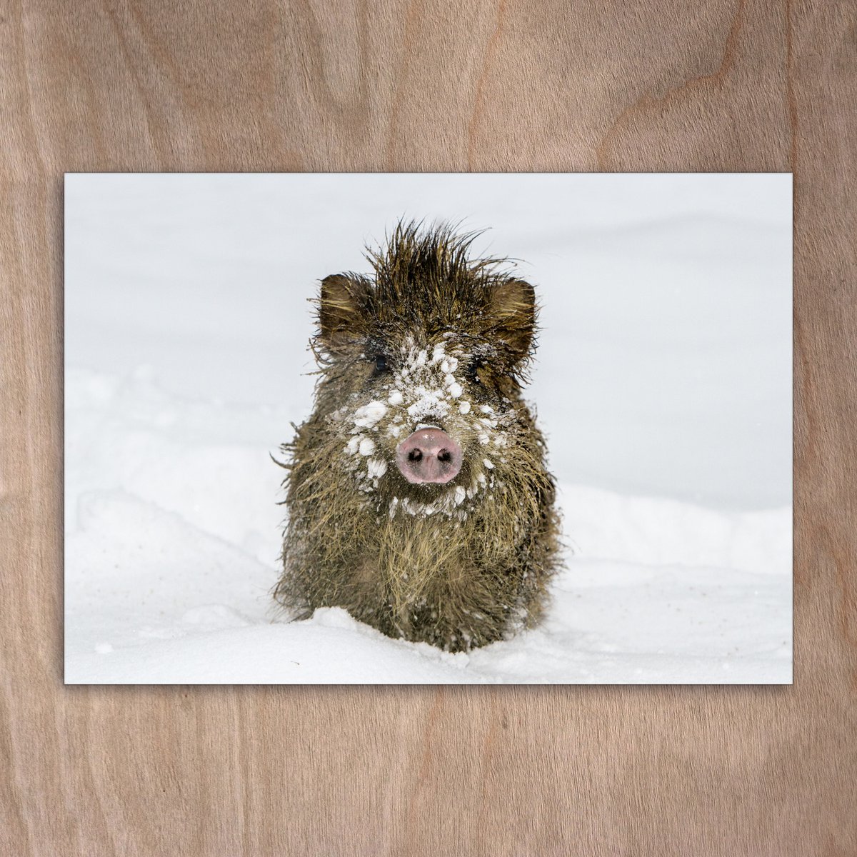 Carte postale, carte postale, 0289 sanglier dans la neige cochon porcelets sanglier hiver forêt bonheur