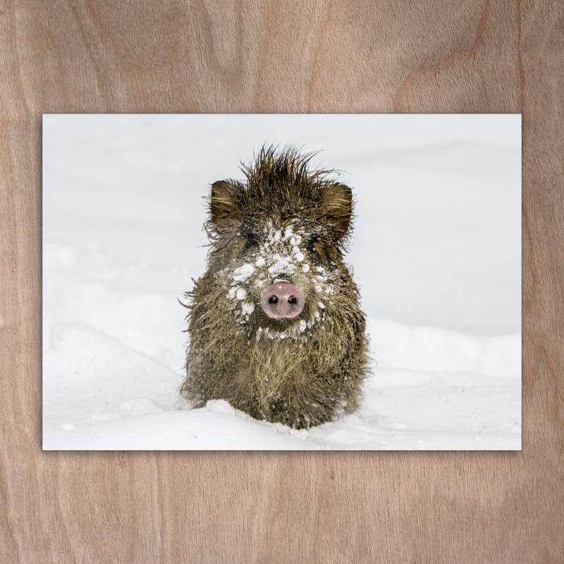 Carte postale, carte postale, 0289 sanglier dans la neige cochon porcelets sanglier hiver forêt bonheur
