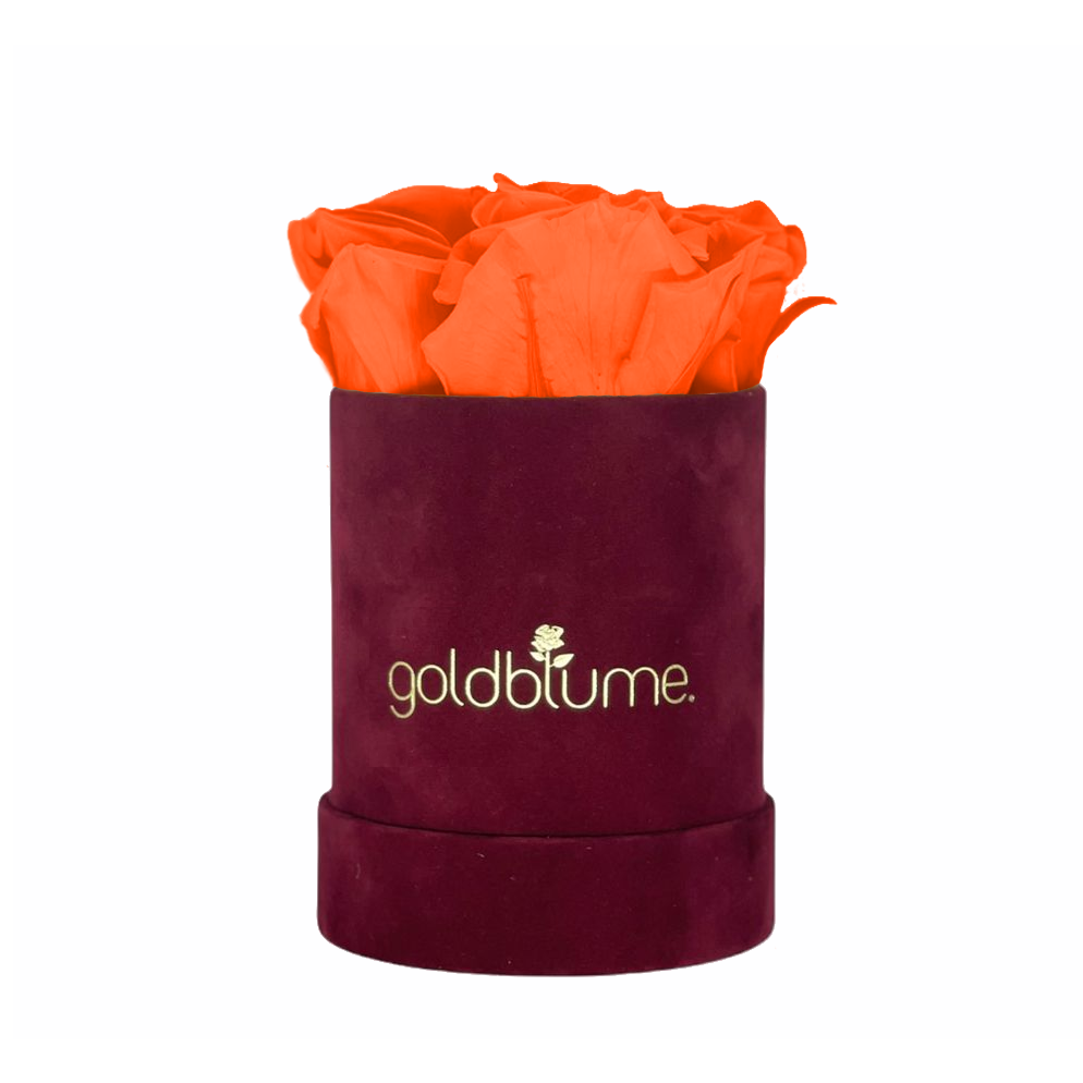 Collection Velours Bordeaux