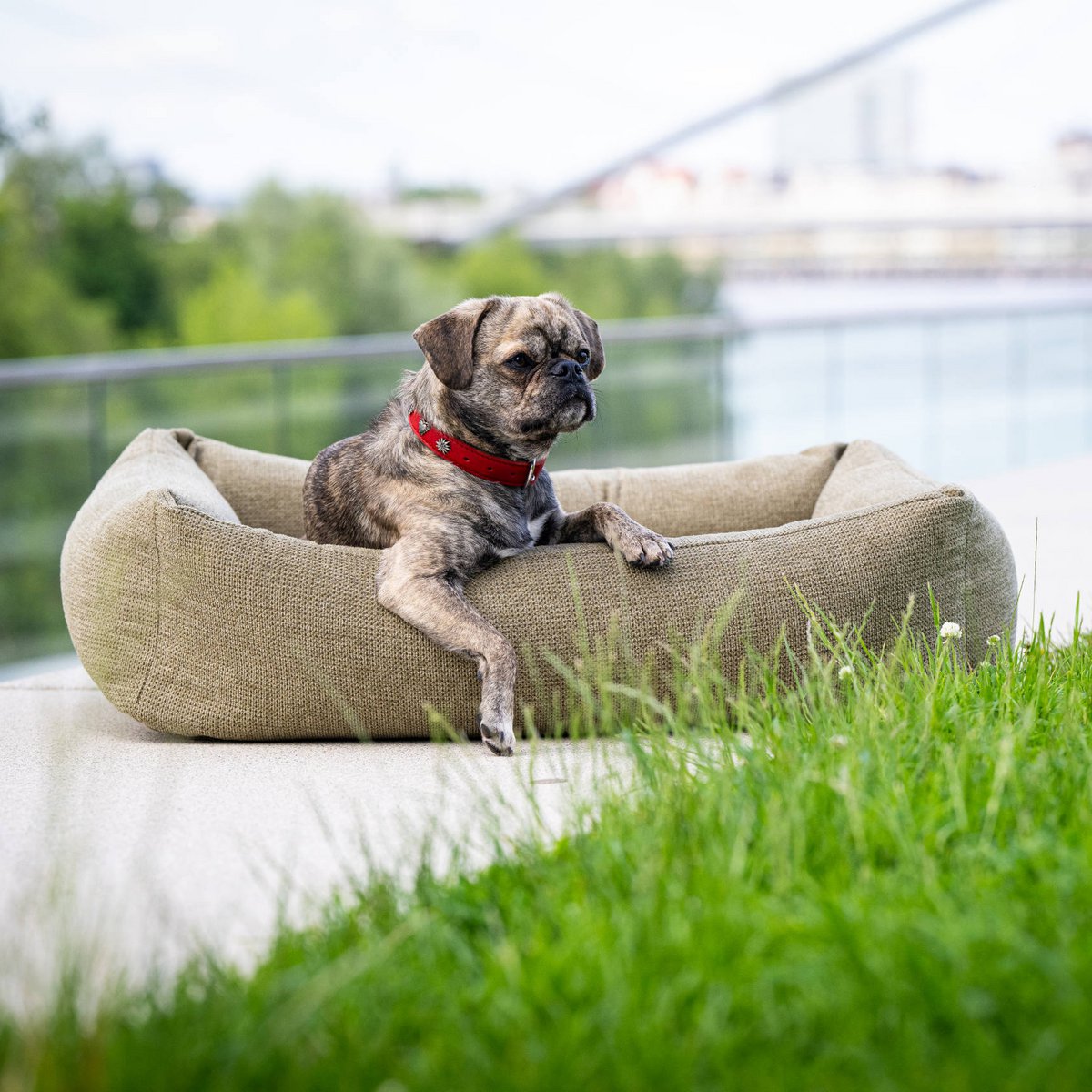 TUDOR ORTHO | Premium Orthopedic Dog Bed