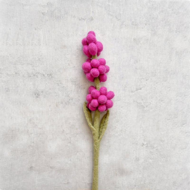 Rosa giacinto