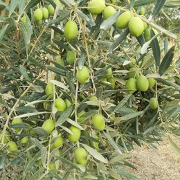 Golden Tree Athonic Pure Extra Virgin Olive Oil