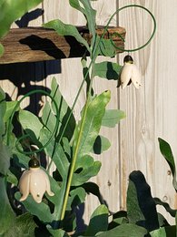 Fleur de perce-neige à suspendre en céramique 3,5 cm