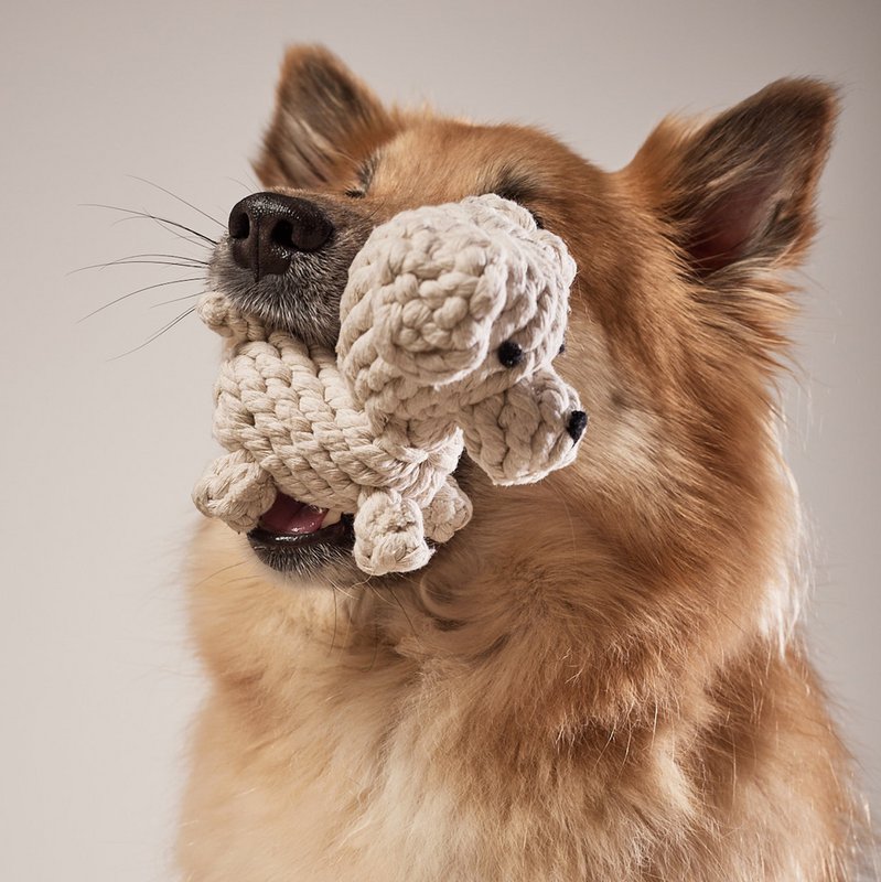 Tapsi - cult toy for dogs