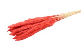 Soffici pampas - per mazzo - 70 cm - bianchi - fiori secchi