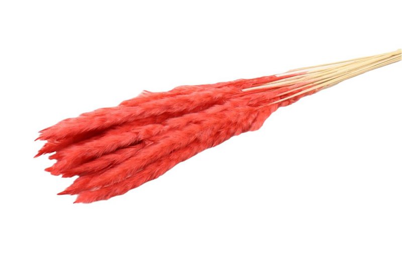 Soffici pampas - per mazzo - 70 cm - bianchi - fiori secchi