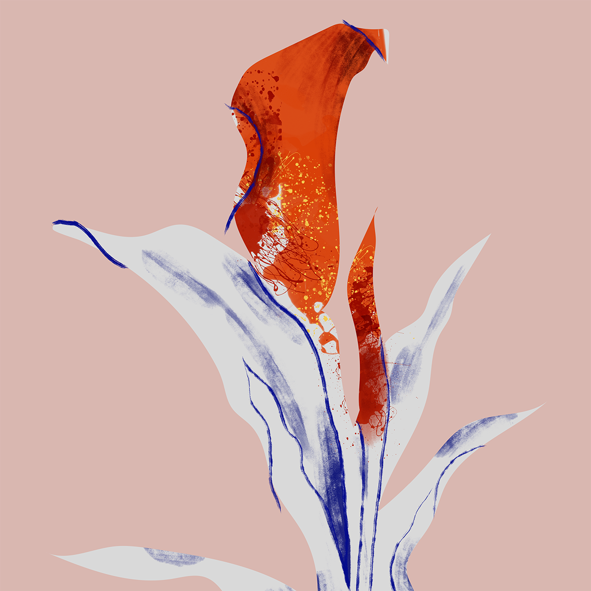 Calla liljer