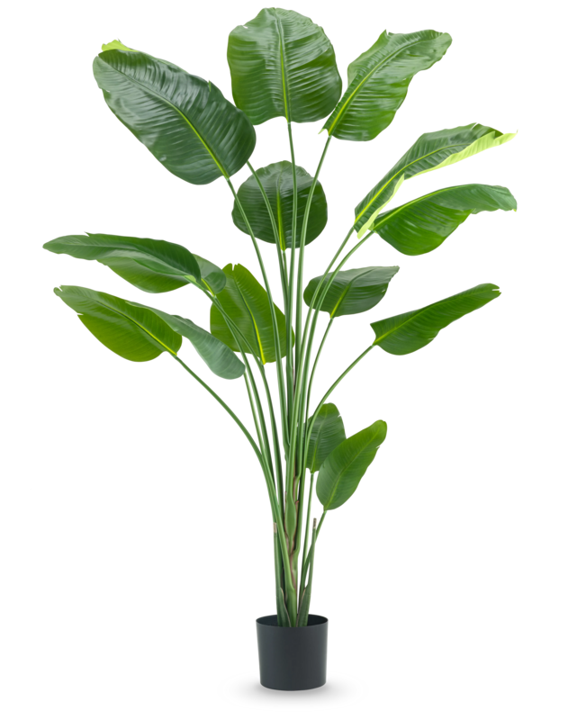 Pianta artificiale Strelitzia 210 cm vero tocco