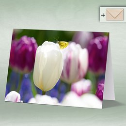 Greeting card, Doppelkarte eye8171 Tulpe mit Schmetterling, Frühling Blumen