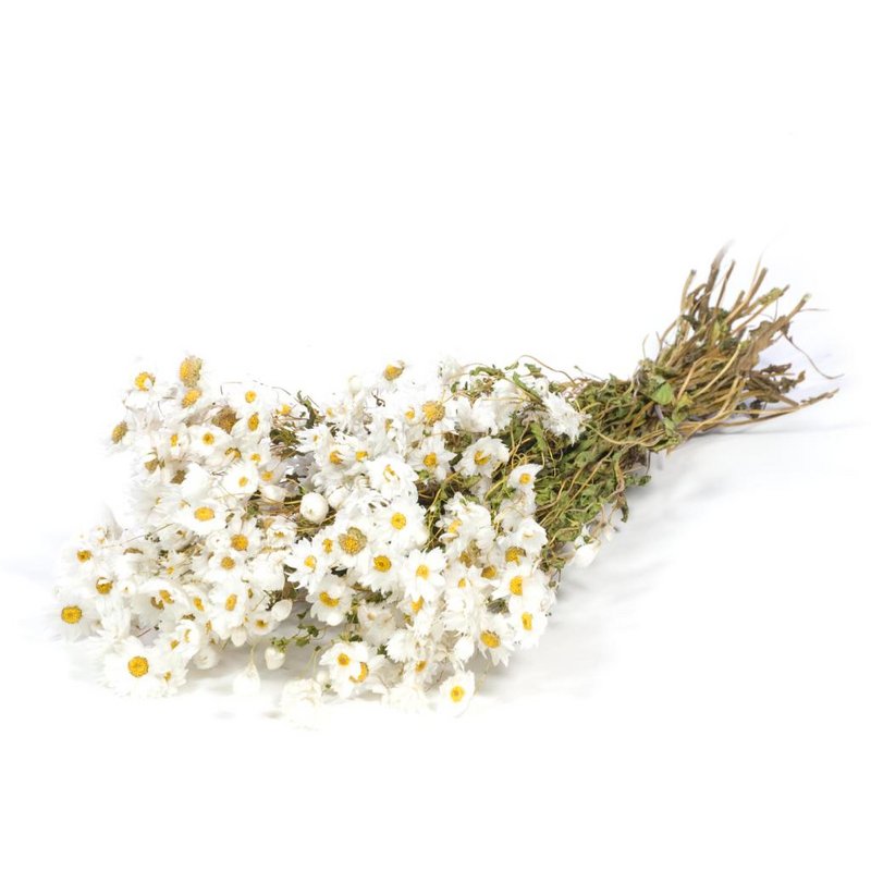 Rhodanthe, ca. 50g, 35-40cm, weiß