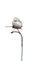 METALEN WITTE VLINDER OP STOK