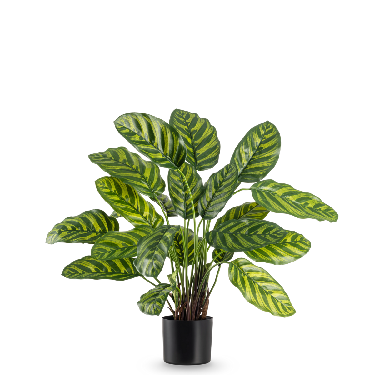 Artificial plant Calathea Makoyana 60 cm
