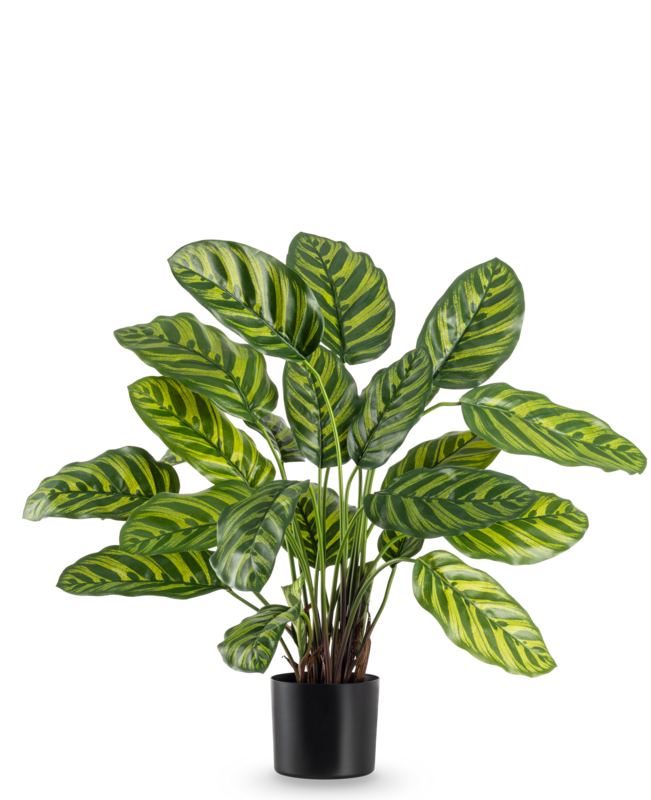 Künstliche Pflanze Calathea Makoyana 60 cm