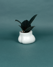 POT HIDE - MINI NALGAS