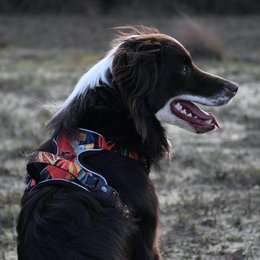 Tropical Y Comfort Harness