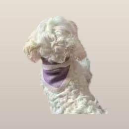 Pañuelo Chalky Pet - Dusty Rose