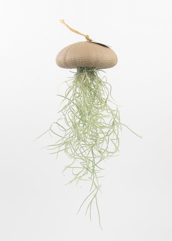 Air plant pendant-Sea reg with Tillandsia-Taupe-Large
