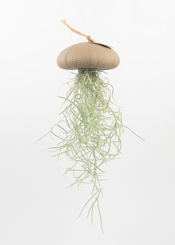 Air plant pendant-Sea reg with Tillandsia-Taupe-Large