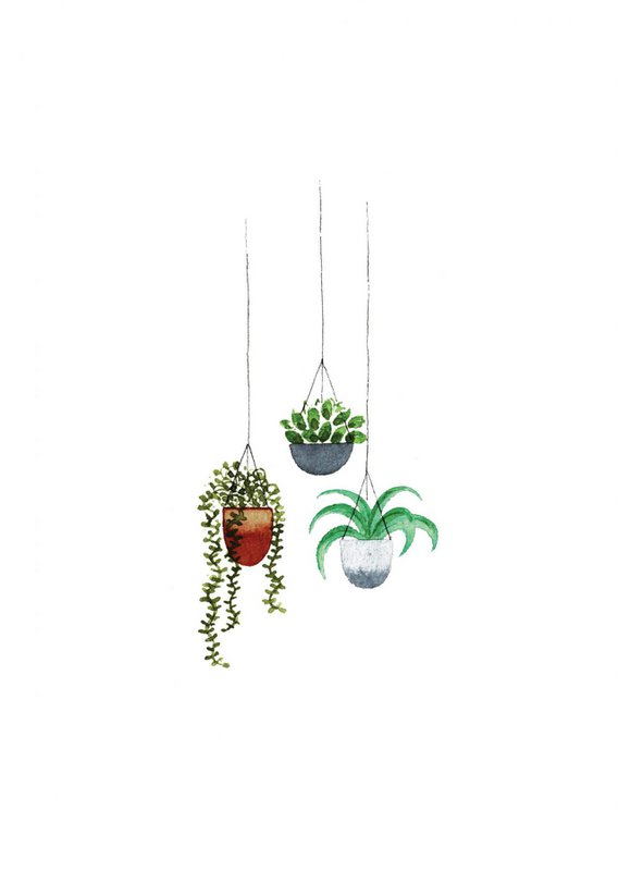 Plantes suspendues