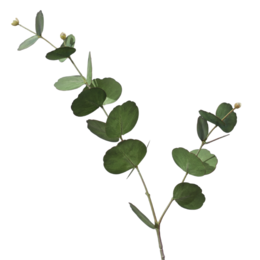 AULICA