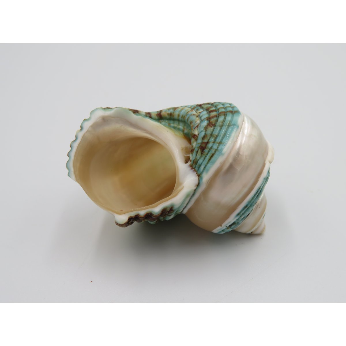 Natural shell - Talembu Poleng Green