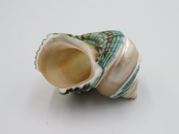 Natural shell - Talembu Poleng Green
