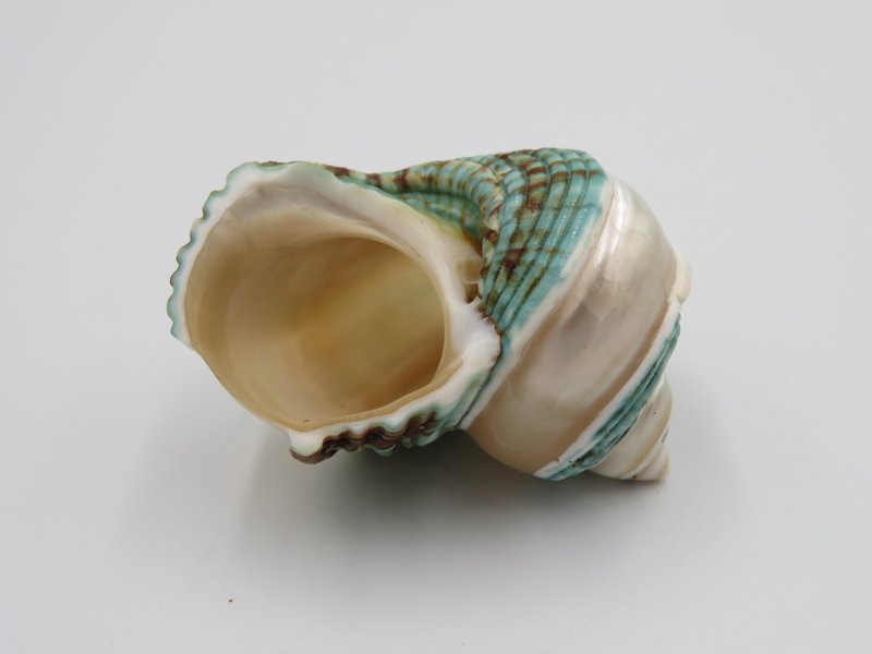 Natural shell - Talembu Poleng Green