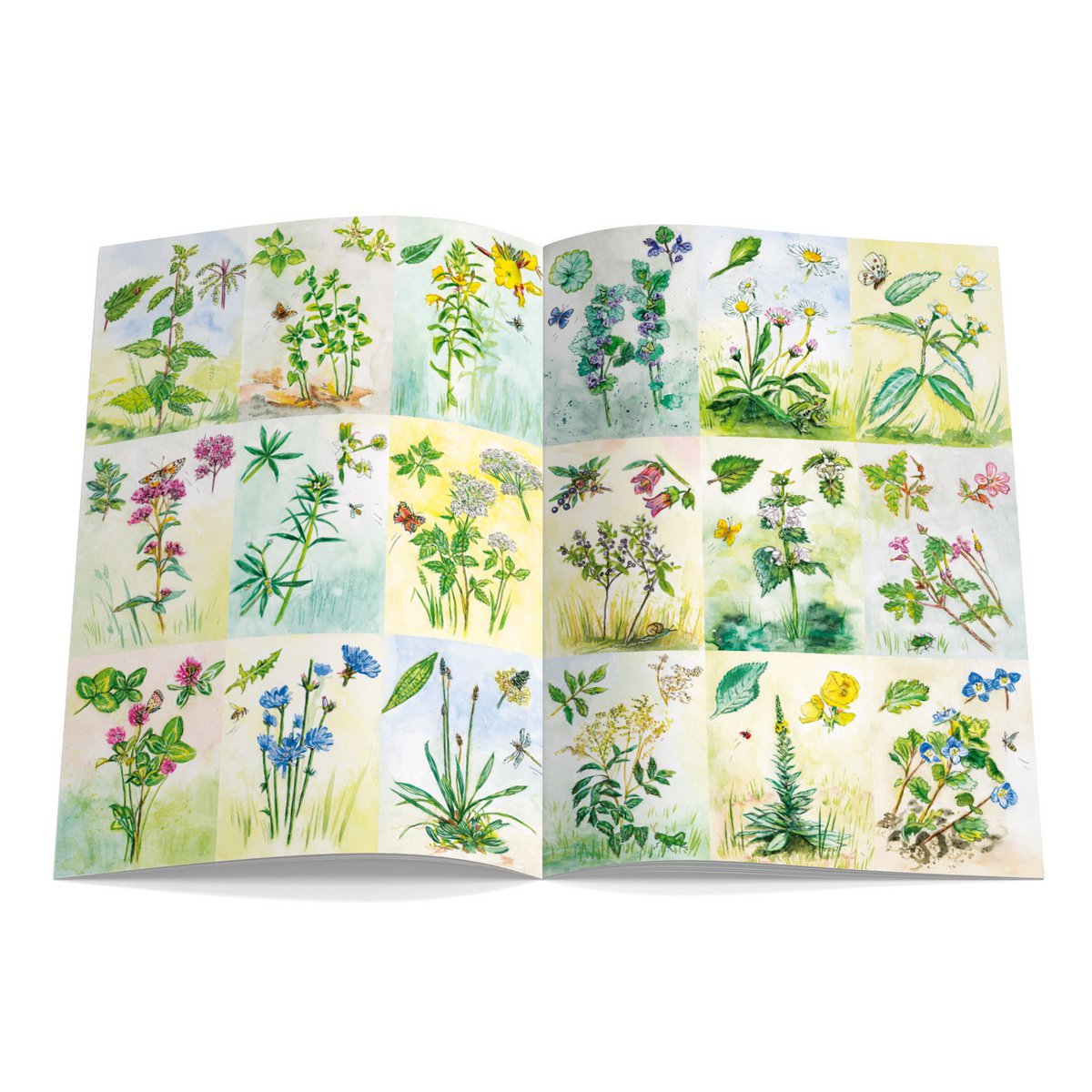 Magazine pour enfants Waldorf - CURTAIN ON Numéro 131 Herbes sauvages, herbes médicinales
