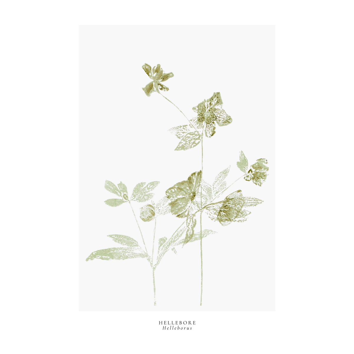 a year in bloom. Set of 12 handprinted floral postcards.